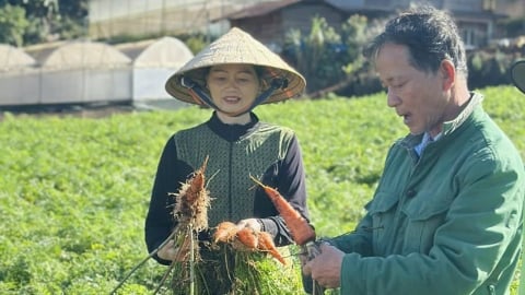 Giống cà rốt mới sạch bệnh, năng suất cao