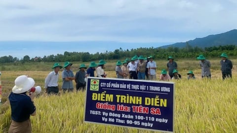Giống lúa Tiên Sa ghi điểm trên đất Khánh Hòa