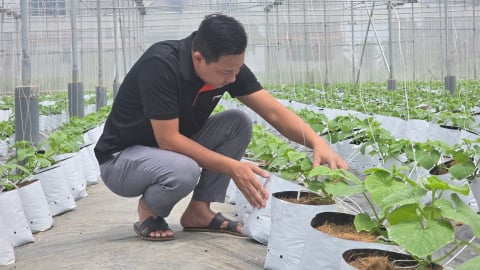 Lợi thế và thách thức khi trồng dưa trái vụ ở miền Bắc