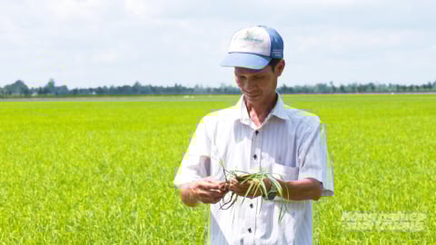 Đồng Tháp phát triển lúa gạo SRP, mở rộng thị trường xuất khẩu sang châu Âu