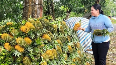 'Trái vàng' trên đất phèn Đồng Tháp Mười