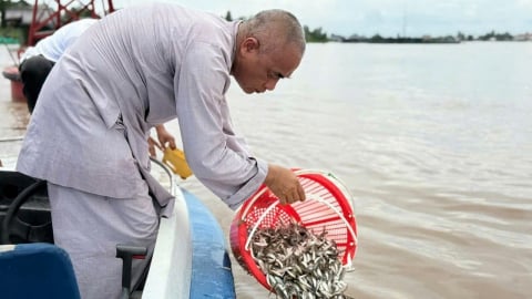 Thả một ghe bầu cá linh về sông Tiền