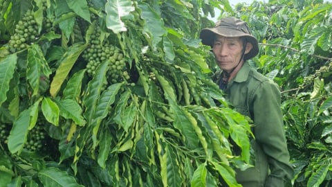 Tiết kiệm 10 - 15 triệu đồng/ha/năm nhờ bón phân khoa học cho cà phê