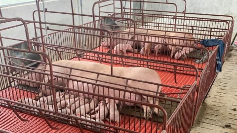 Chăn nuôi không tiếp xúc - giải pháp kiểm soát mầm bệnh từ gốc