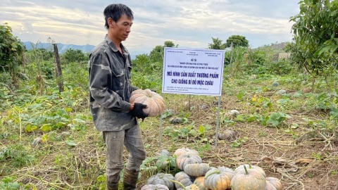 Phục tráng thành công 2 giống bí đỏ xuất sắc của miền Bắc và miền Trung