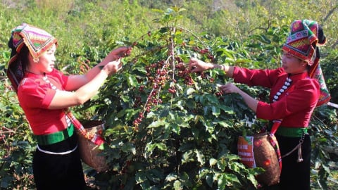 Đưa khoa học công nghệ vào từng hạt cà phê Arabica