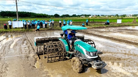 Nông dân hồ hởi mở rộng mô hình sạ hàng kết hợp vùi phân