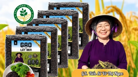 Nâng tầm gạo MS tím than từ nghiên cứu khoa học đến thị trường số