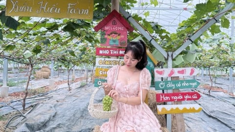 Nho sữa Hàn Quốc bén rễ đồng đất xứ Thanh