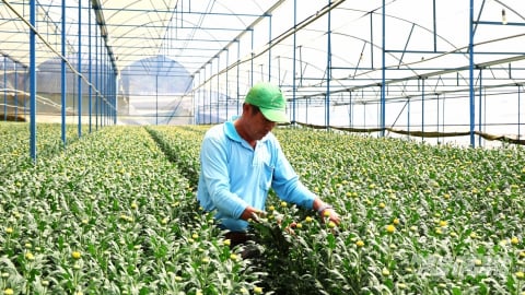 Tập huấn sản xuất rau, hoa đạt tiêu chuẩn xuất khẩu
