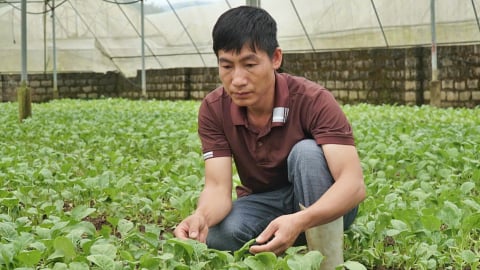 Xây vùng rau hàng hóa từ những nhà màng ở vùng cao