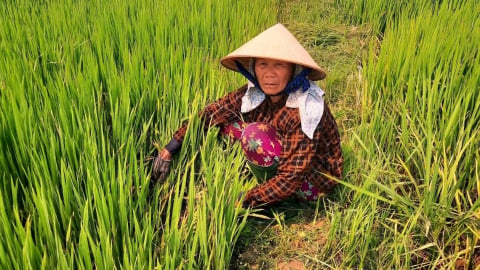 Ruộng đồng khô khát giữa nắng hạn, nông dân mong có đập ngăn mặn