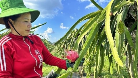 Chuyện đưa trái thanh long Sơn La sang châu Âu