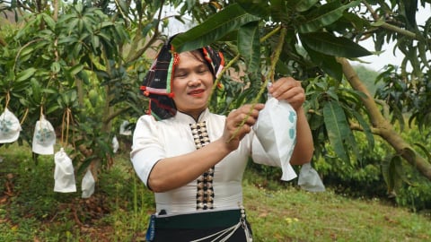 Nâng giá trị cây ăn quả trên đất dốc: Ghép cải tạo, thâm canh rải vụ
