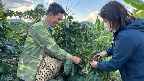 Sơn La tìm giải pháp xây dựng vùng cà phê chè hữu cơ
