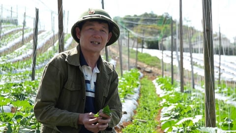 Giải bài toán tiêu thụ từ lợi thế rau trái vụ