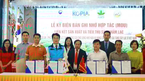Phổ cập giống lạc chất lượng cao cho vùng Bắc Trung bộ