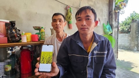 Thanh Hóa: Tới vụ thu hoạch, lúa vẫn thẳng đơ