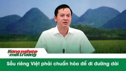 Từ mã số đến thị trường: Sầu riêng Việt phải chuẩn hóa để đi đường dài