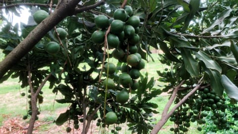Sơn La có chính sách thông thoáng cho cây mắc ca
