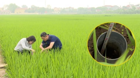 Vĩnh Phúc triển khai 1.000ha lúa giảm phát thải