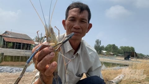 Trà Vinh quy định mức hỗ trợ thiệt hại sản xuất nông nghiệp do thiên tai