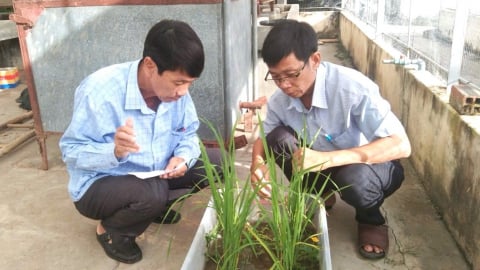 Kiên Giang và mục tiêu 100.000 ha cây trồng ứng dụng IPHM