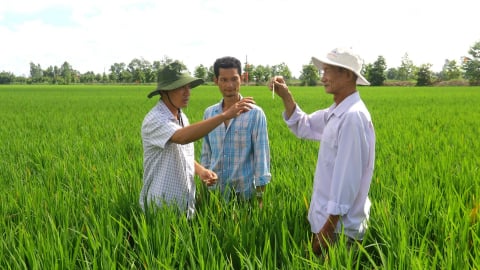Cần cơ chế mạnh hơn cho tổ khuyến nông cộng đồng