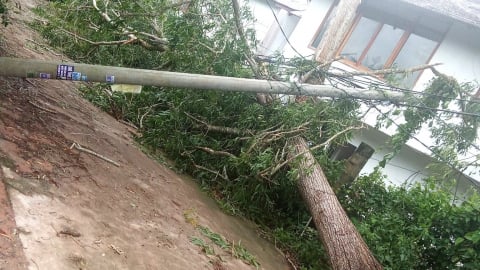 Mưa dông kèm gió giật cấp 12 làm sập nhà dân, nhiều cây xanh bật gốc