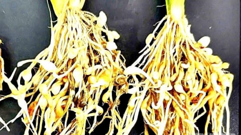 Dịch chiết xuất từ thực vật phòng trừ hiệu quả tuyến trùng hại lúa