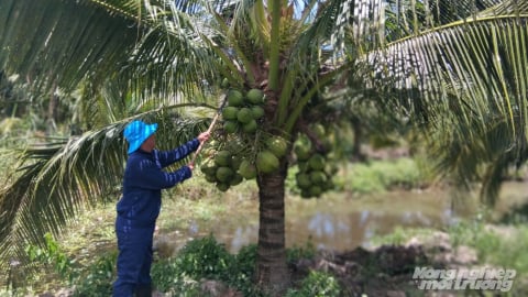 An Giang có thêm 6 vùng trồng dừa được xuất khẩu sang Trung Quốc