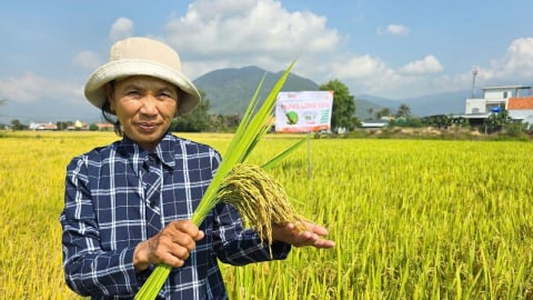 Lúa Hưng Long 555 chinh phục nông dân ngay lần đầu ra mắt