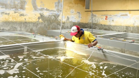 Thủ phủ tôm giống công nghệ cao: [Bài 3] Những việc cần làm để phát triển bền vững