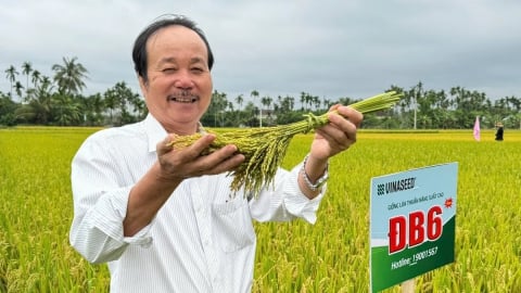 Bộ giống lúa của Vinaseed từng bước xây dựng niềm tin với người dân miền Trung