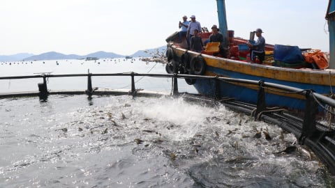 Tập huấn nâng cao ý thức bảo vệ môi trường trong nuôi trồng thủy sản