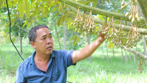 Canh tác hữu cơ, sầu riêng hết lo tồn dư kim loại nặng