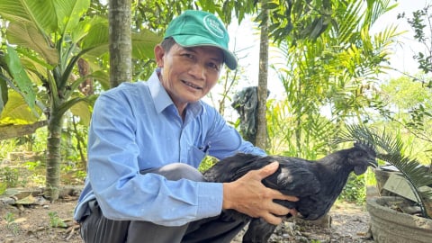 Chăn nuôi gà H’Mông đã tăng lên 8 hộ ở Quảng Ngãi