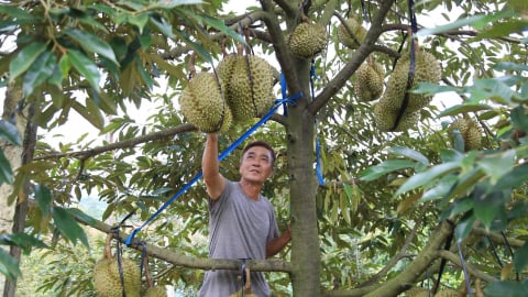 Hành động để sầu riêng Đắk Lắk vươn thị trường quốc tế
