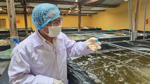 Tiết kiệm thời gian kiểm dịch tôm giống nhờ áp dụng số hóa