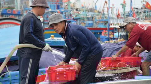 Thiếu hụt lao động nghiêm trọng, nghề biển đối mặt nhiều khó khăn