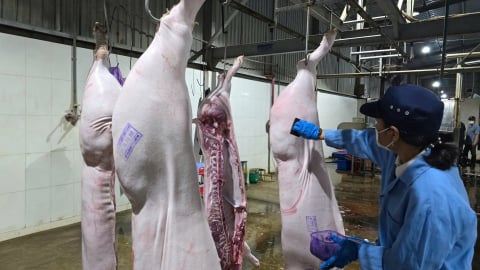 Kiểm soát dịch bệnh động vật ngay từ cơ sở giết mổ