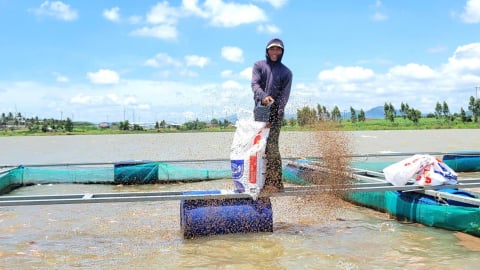 Mở lối sinh kế từ nuôi cá lồng bè trên lòng hồ thủy điện