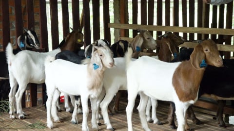 Phát triển mô hình chăn nuôi gắn với du lịch sinh thái