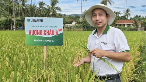 Giống lúa Hương Châu 6 chiếm trọn lòng tin nông dân