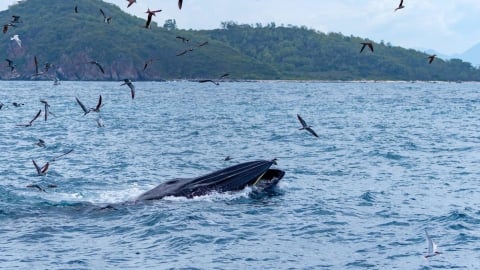 Cá voi xuất hiện trở lại vịnh Nha Trang