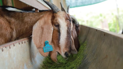 Mở hướng phát triển sản phẩm dê, cừu đạt tiêu chuẩn Halal