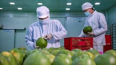 Australia completes final step to officially open market for fresh Vietnamese pomelos