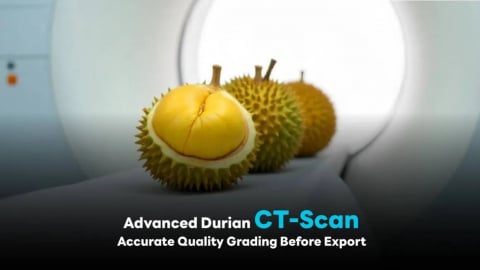 Sầu riêng Thái Lan được 'chụp CT' trước khi xuất khẩu sang Trung Quốc