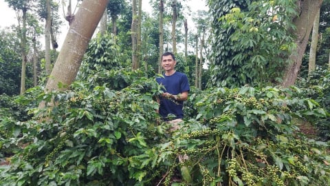 Towards a green future for central Truong Son