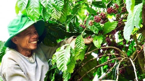 Specialty coffee helps Vietnam agribusinesses conquer the EU market